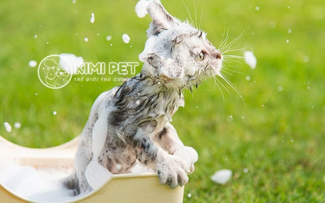 cách tắm cho mèo con